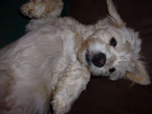 Vlooienmiddel zit vol met verboden landbouwgif