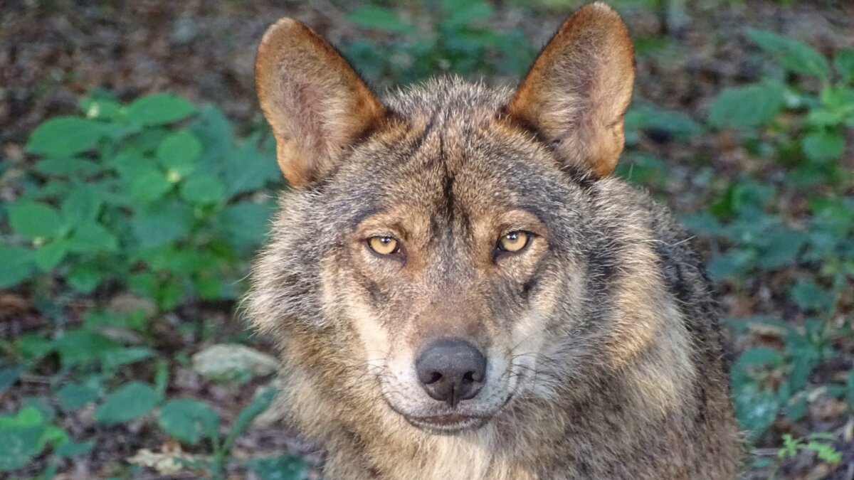 Zijn Nederlandse wolven schuw?