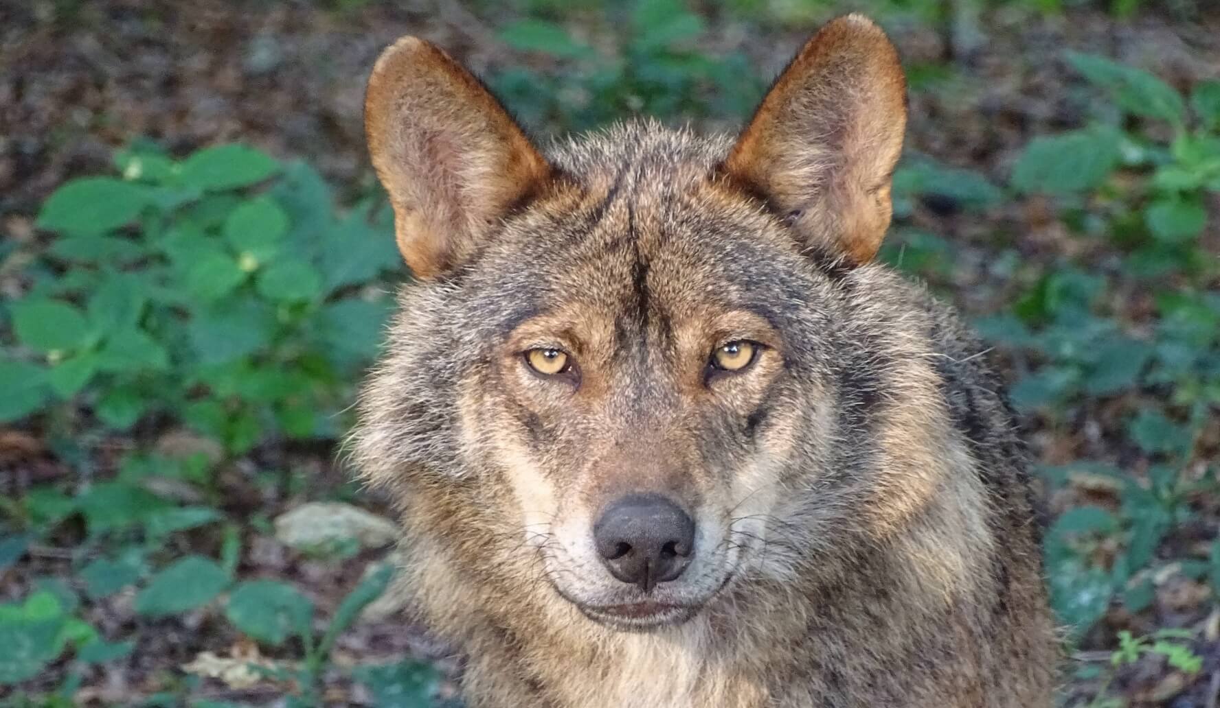 Zijn Nederlandse wolven schuw?