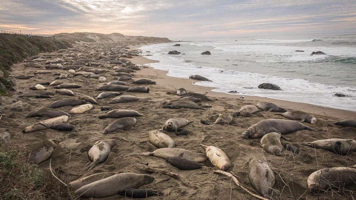 50.000 zeeolifanten overleden aan vogelgriep