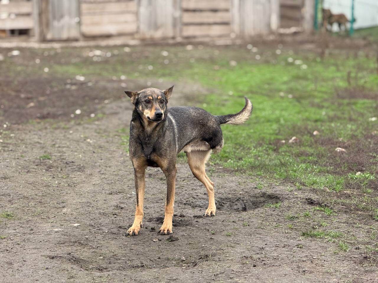 Malysh, de hond die Olga bij Pegasus bracht | Foto: Pegasus
