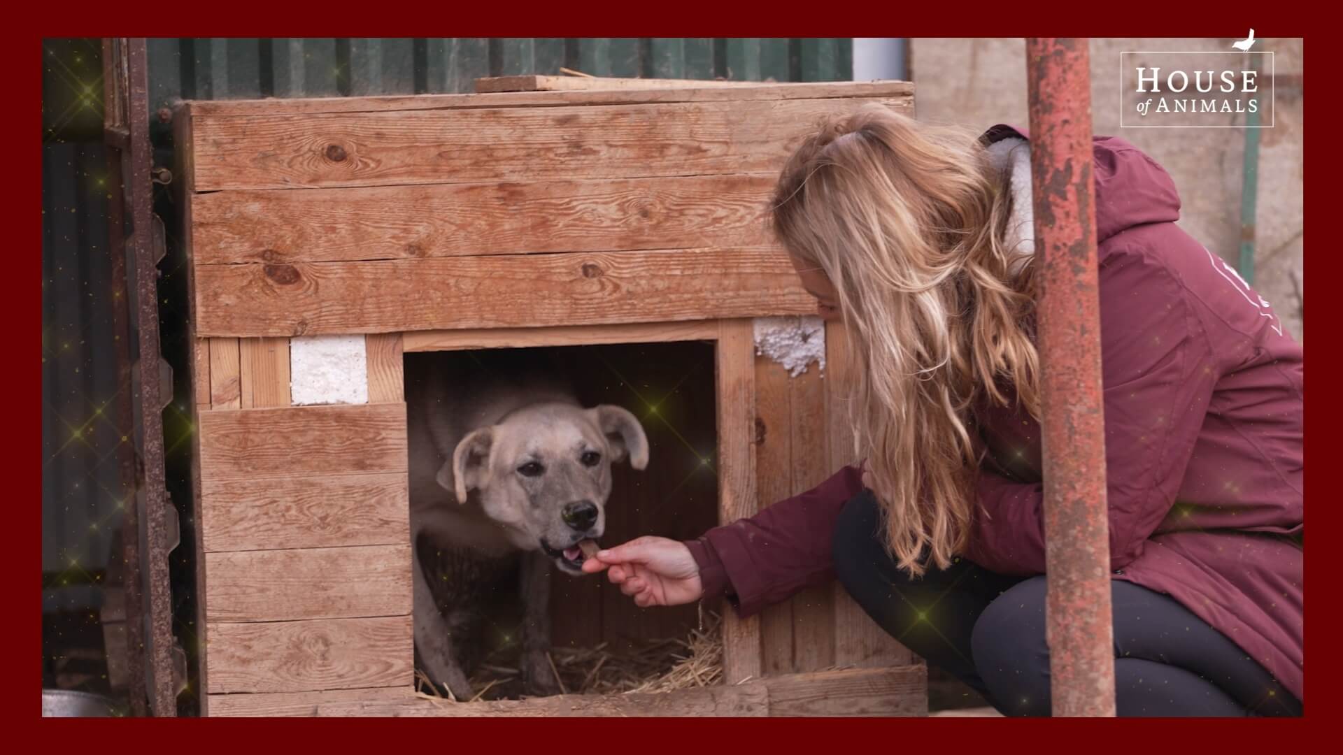 Red een oorlogsdier in Oekraïne