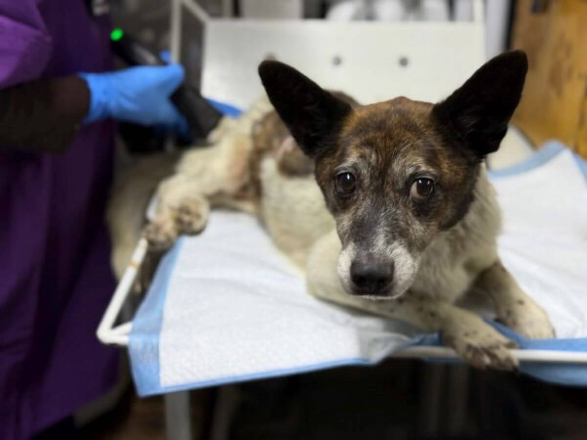 Nederlands kerstdorp voor oorlogshonden in Oekraïne