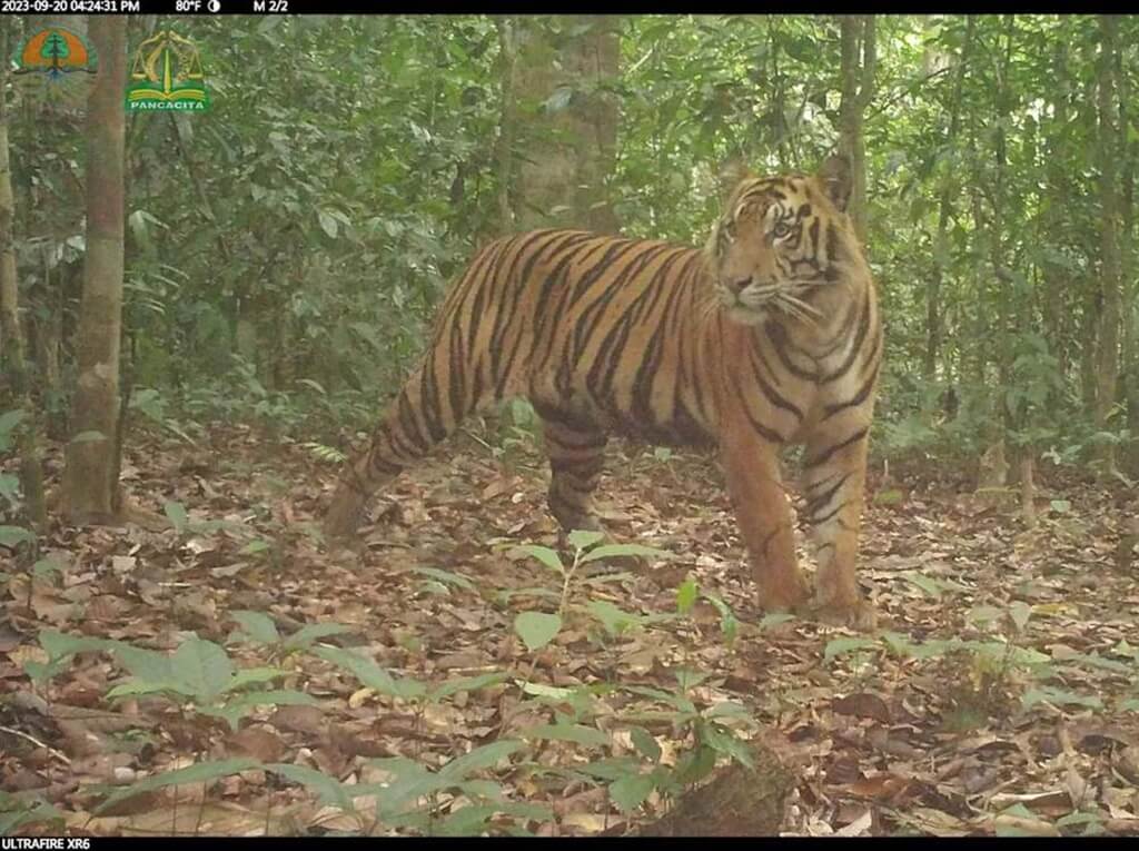 Sumatraanse tijger op beeld door cameraval