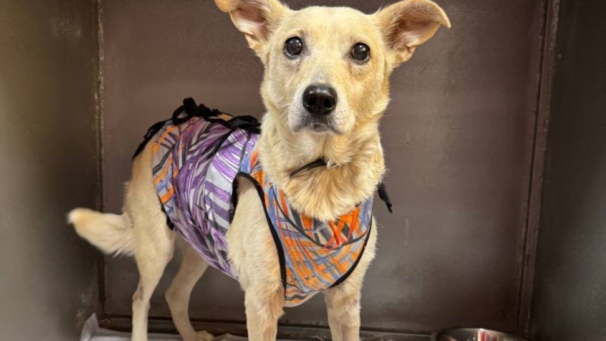 Brandstof voor Oekraïense oorlogsdieren zonder stroom