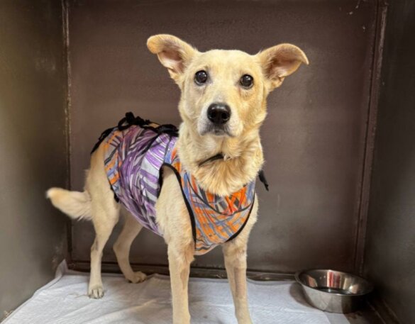 Brandstof voor Oekraïense oorlogsdieren zonder stroom