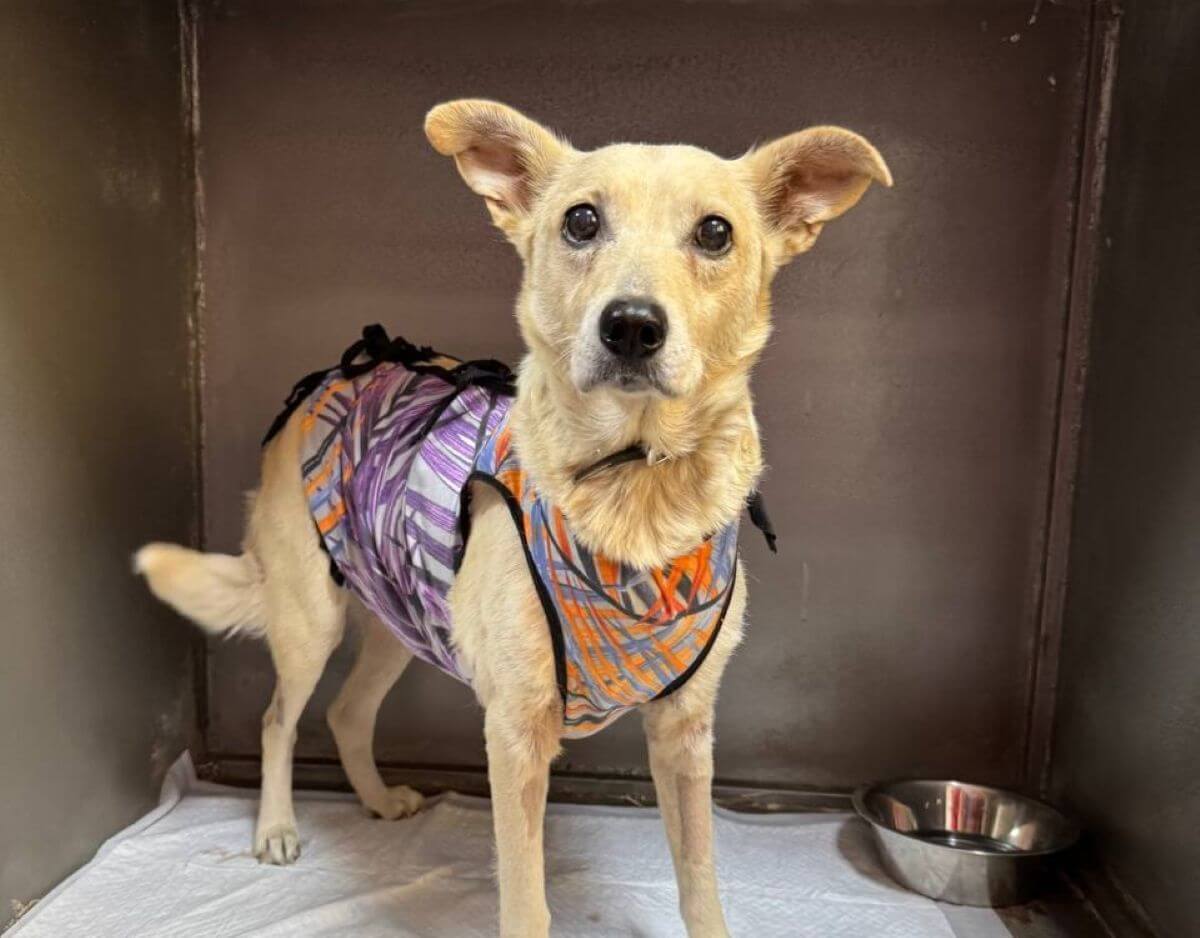 Brandstof voor Oekraïense oorlogsdieren zonder stroom