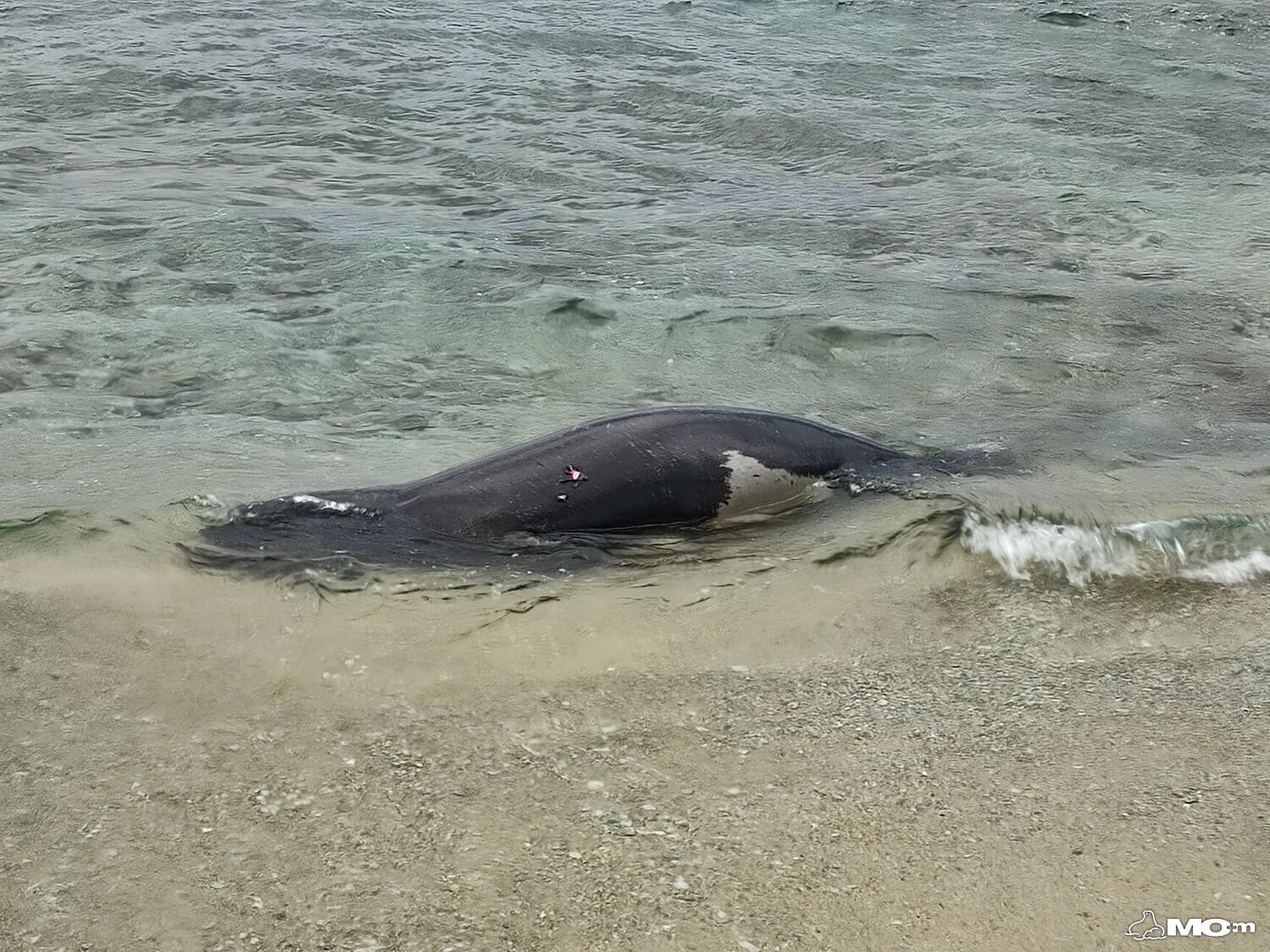 Deze monniksrob werd in december 2025 doodgeschoten