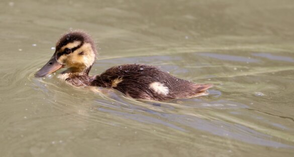 Dordrecht krijgt eendentrappetjes