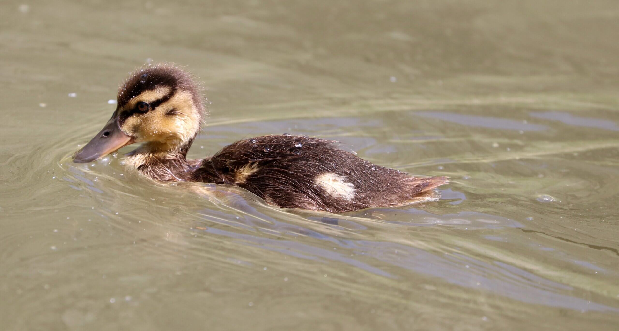 Dordrecht krijgt eendentrappetjes