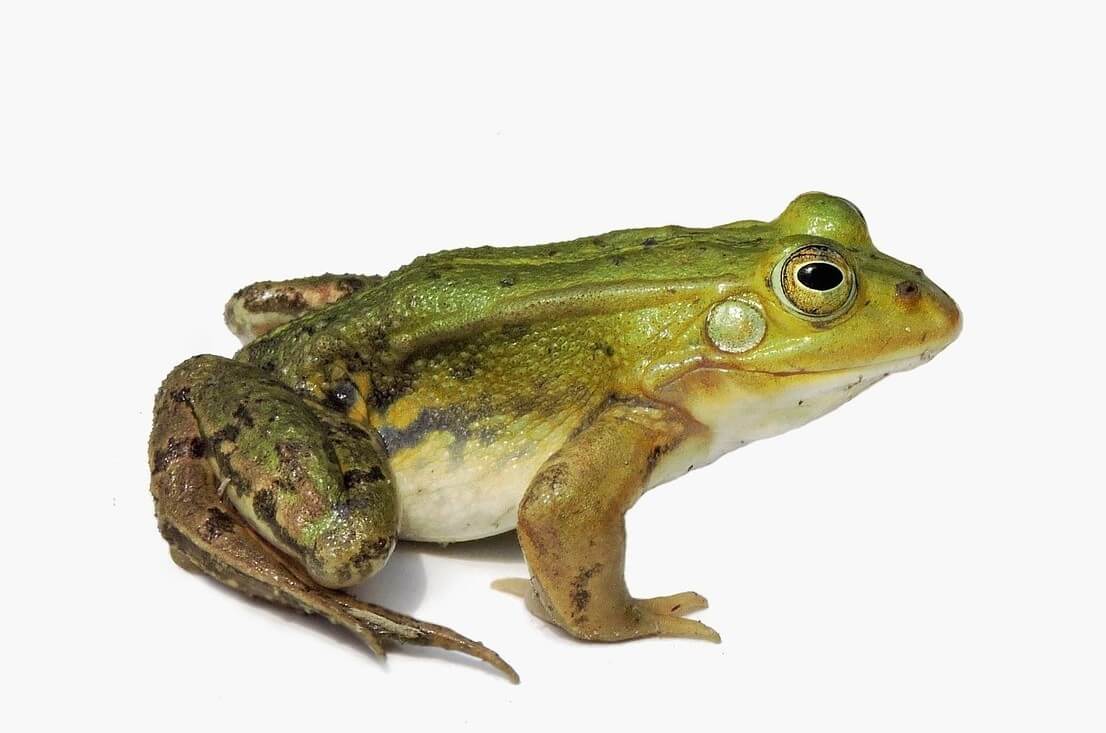 Europese waterkikker bedreigd door vraag naar kikkerbillen