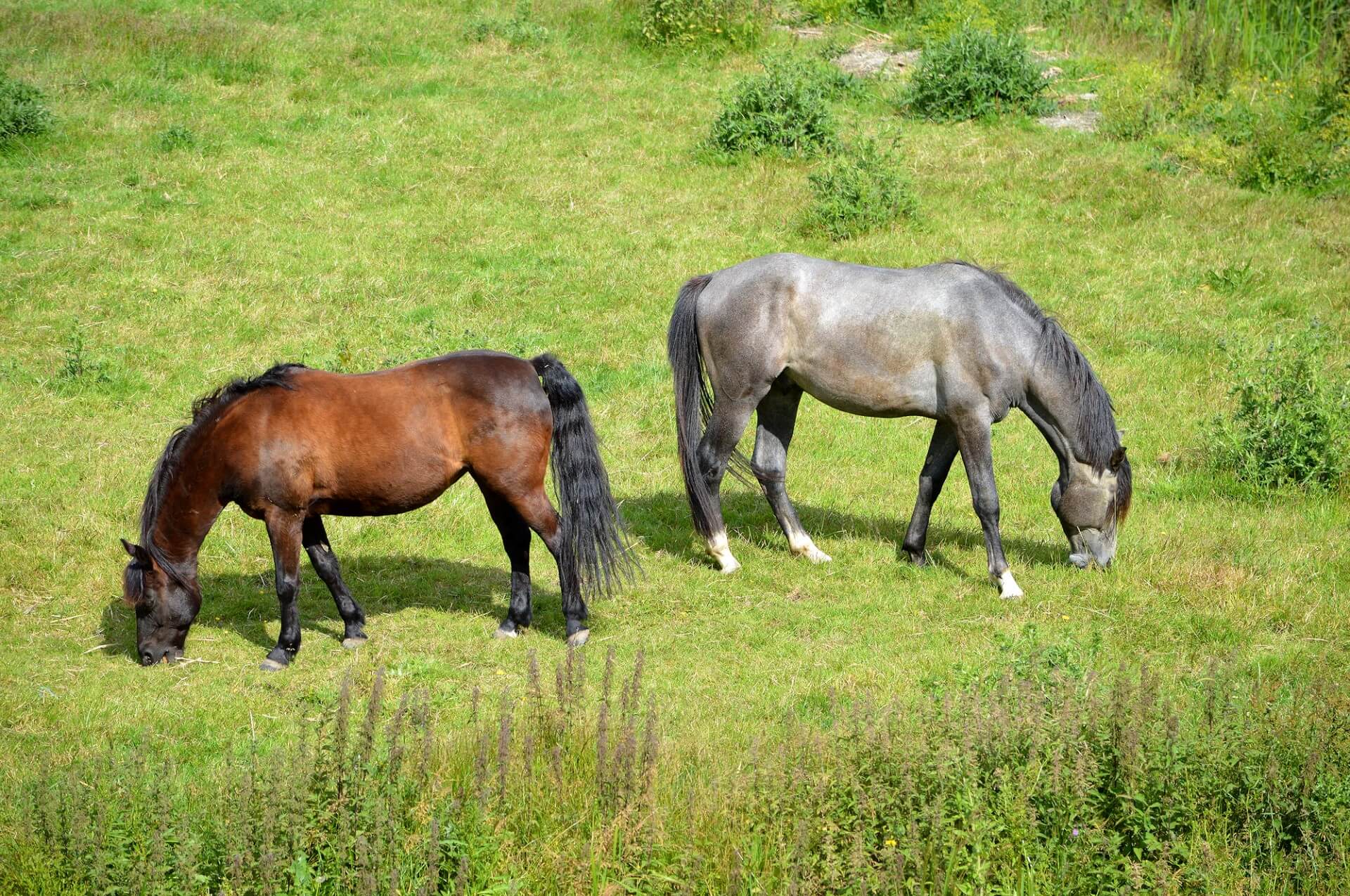 Paarden kennen geen onderscheid tussen goed of kwaad