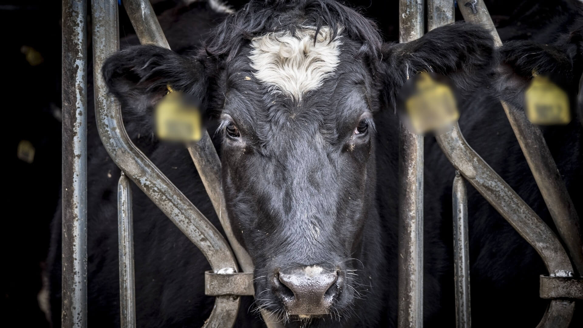 Een dag dierenleed in Nederland