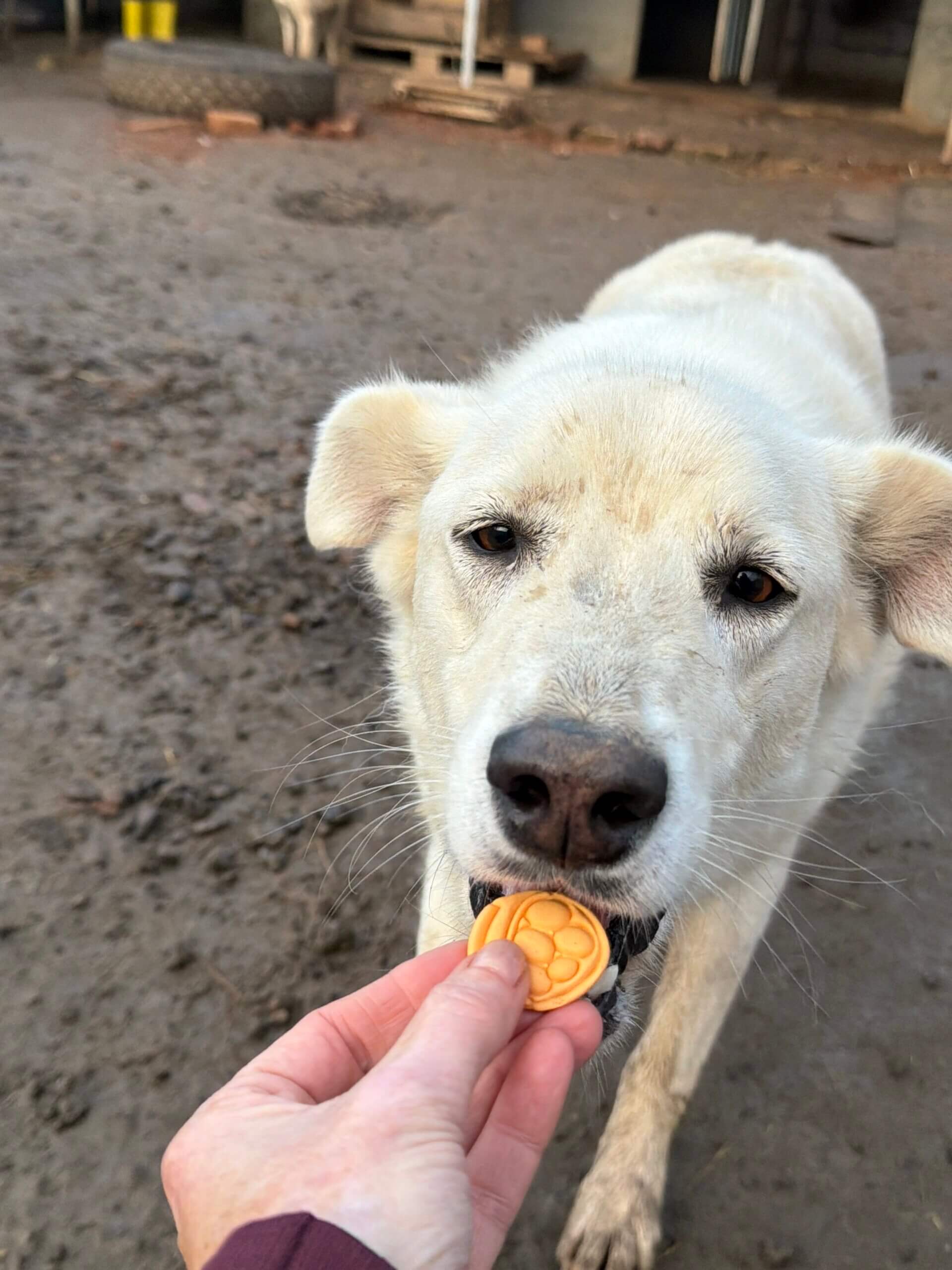 Bewoner van City of Dogs in Oekraïne