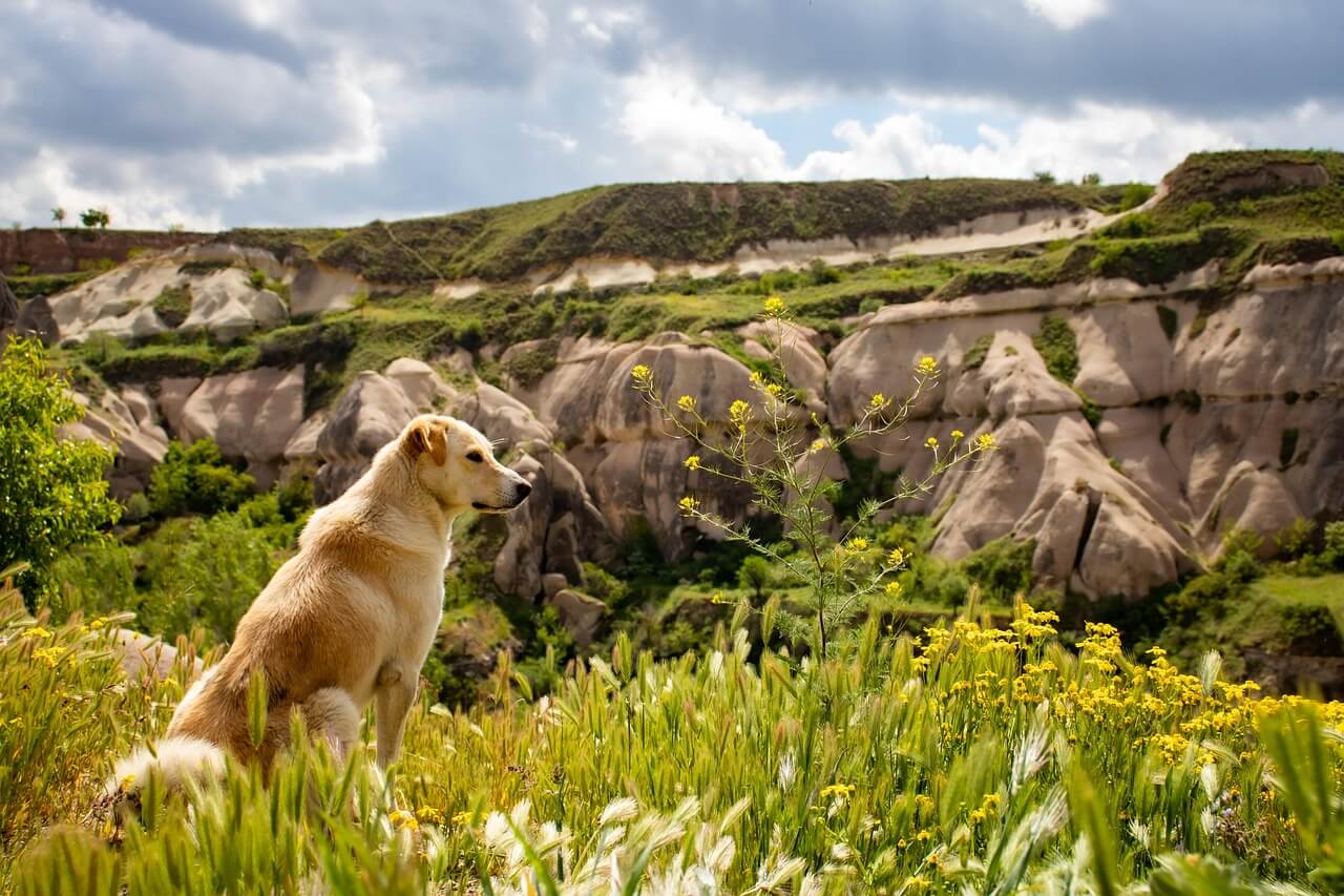 Hond geniet van de buitenlucht | Foto: publiek domein