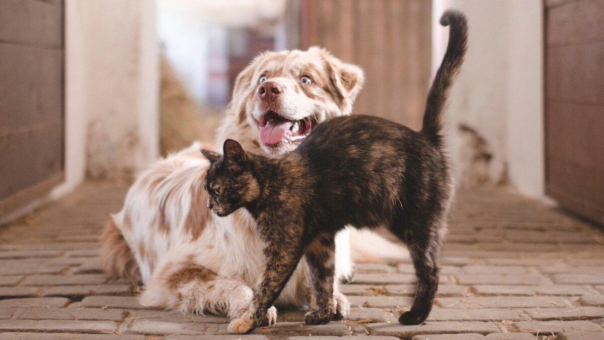 Nieuwe Europese honden-en kattenwet op komst | Foto: publiek domein