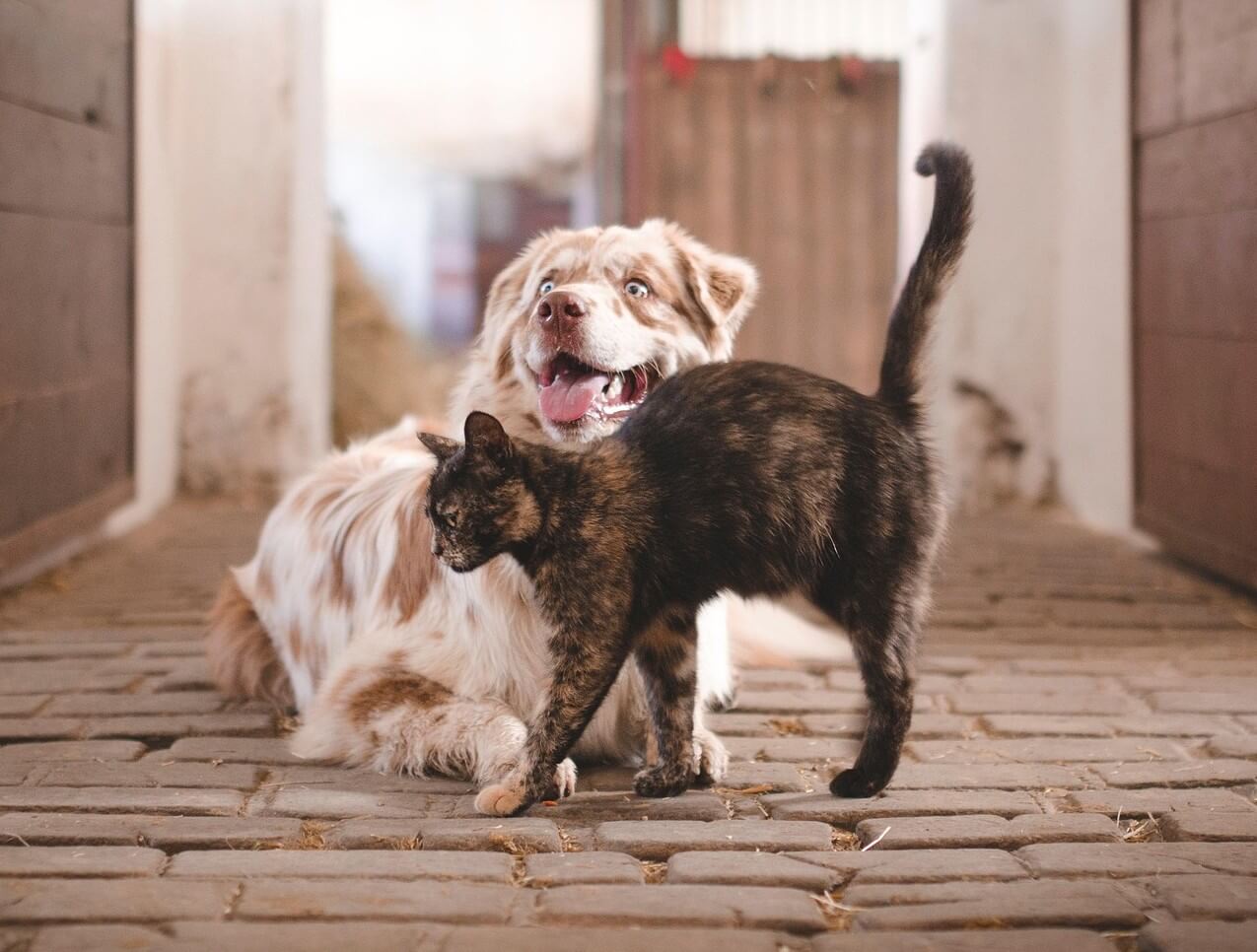 Nieuwe Europese honden-en kattenwet op komst | Foto: publiek domein