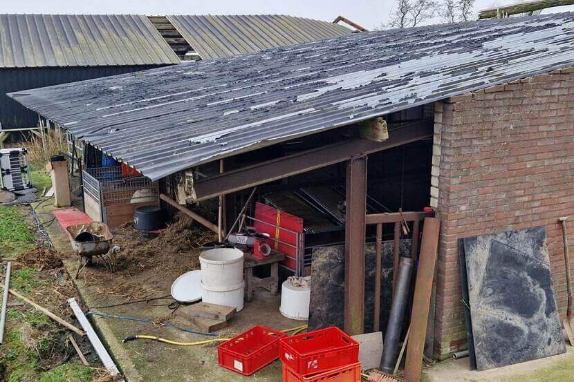 NVWA haalt 36 teckels weg bij Gelderse fokker