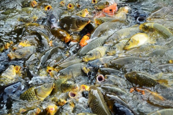 Onderzoek: kerstkarper gaat gepaard met ernstig dierenleed