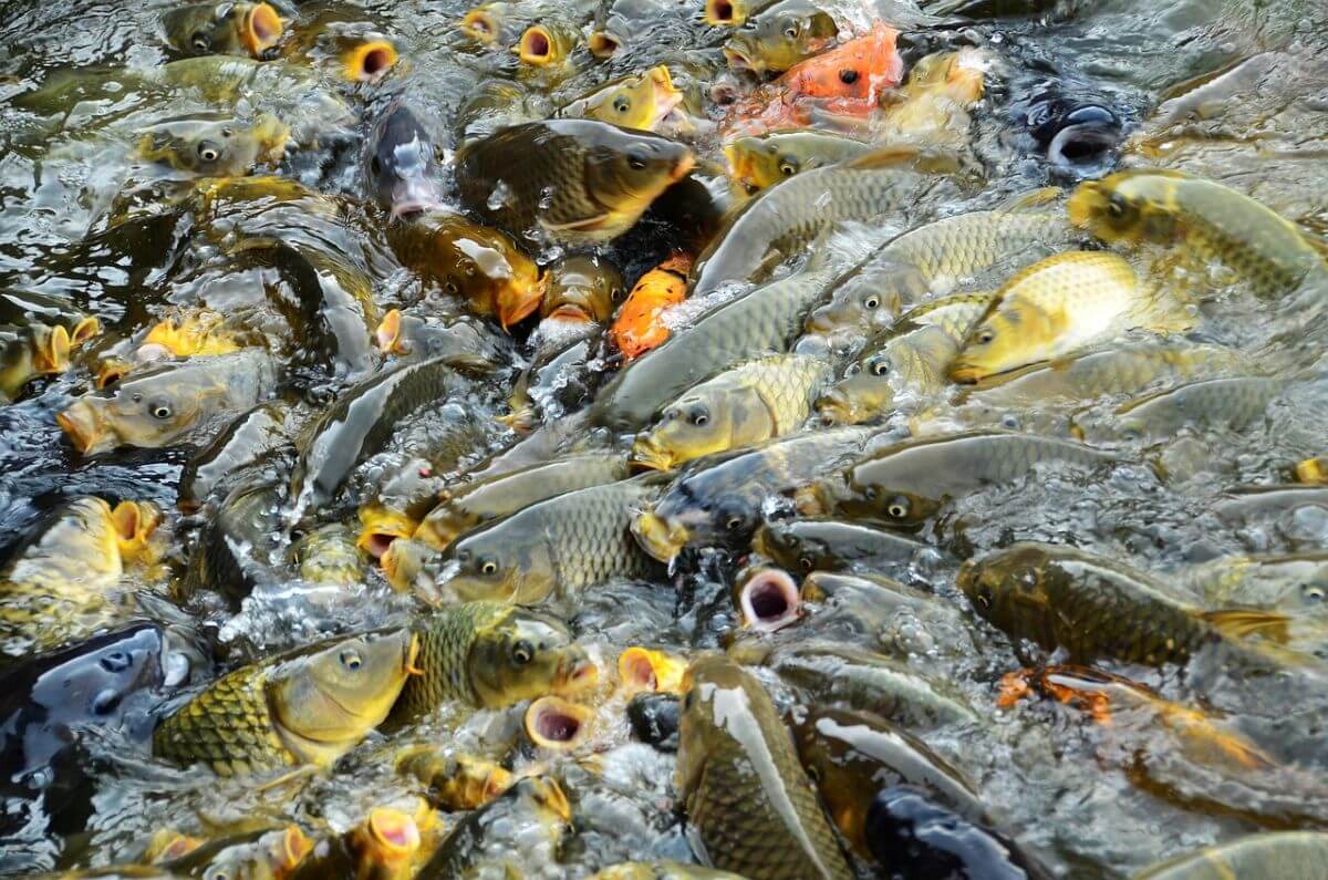 Onderzoek: kerstkarper gaat gepaard met ernstig dierenleed