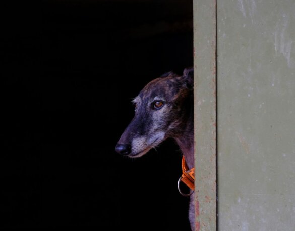 Koningin Sofia krijgt eigen dierenasiel in Spanje