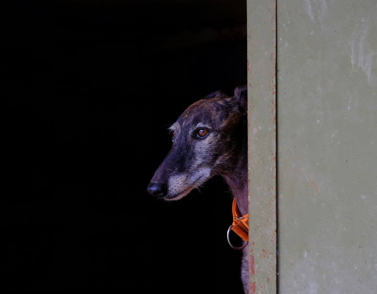 Koningin Sofia krijgt eigen dierenasiel in Spanje