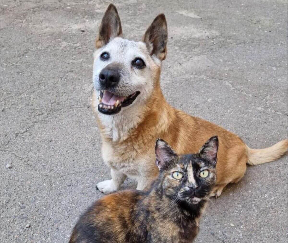 In Memoriam: Oorlogshond Ryzhik is niet meer |