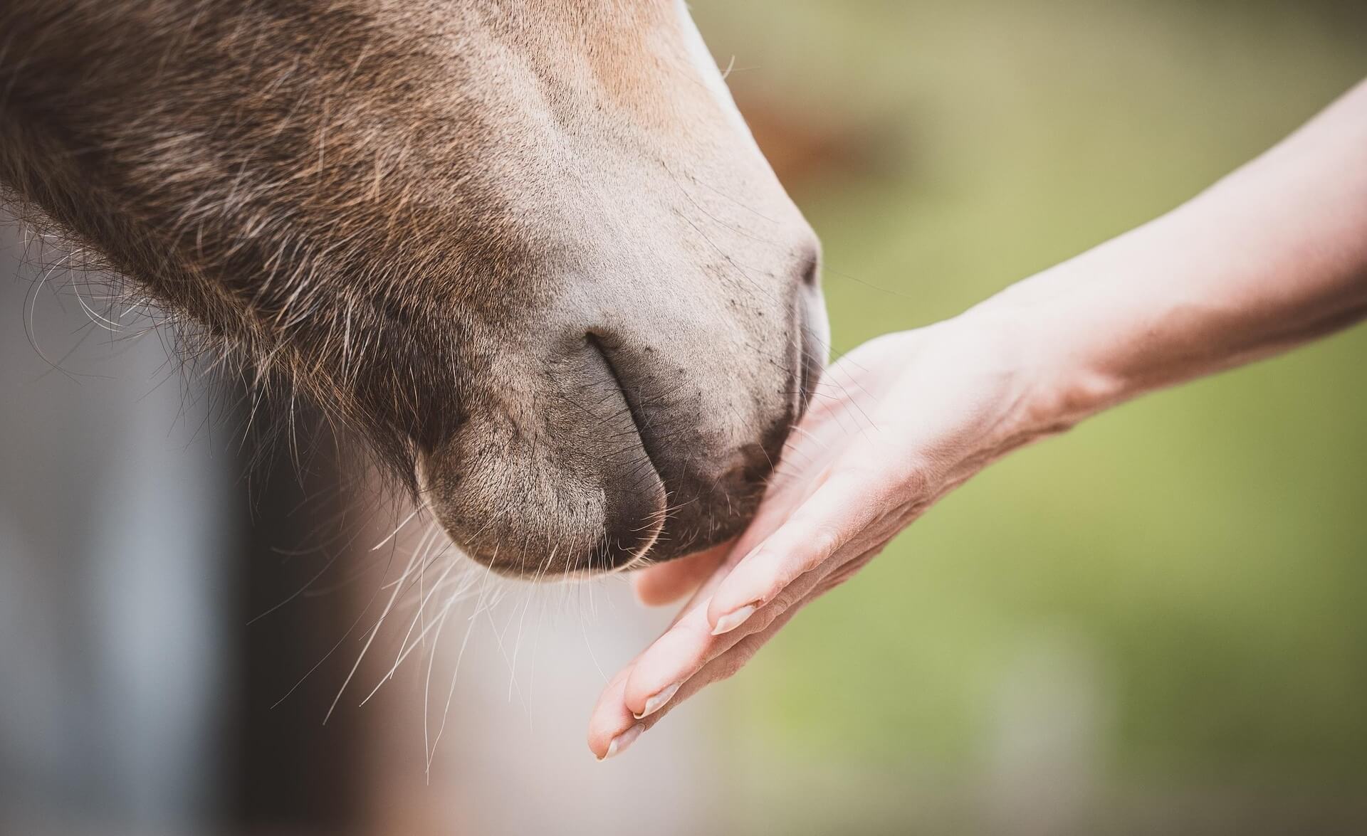 Paarden houden van oprechte mensen