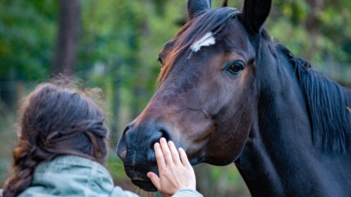 Paarden houden van oprechte mensen
