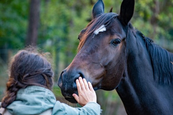 Paarden houden van oprechte mensen