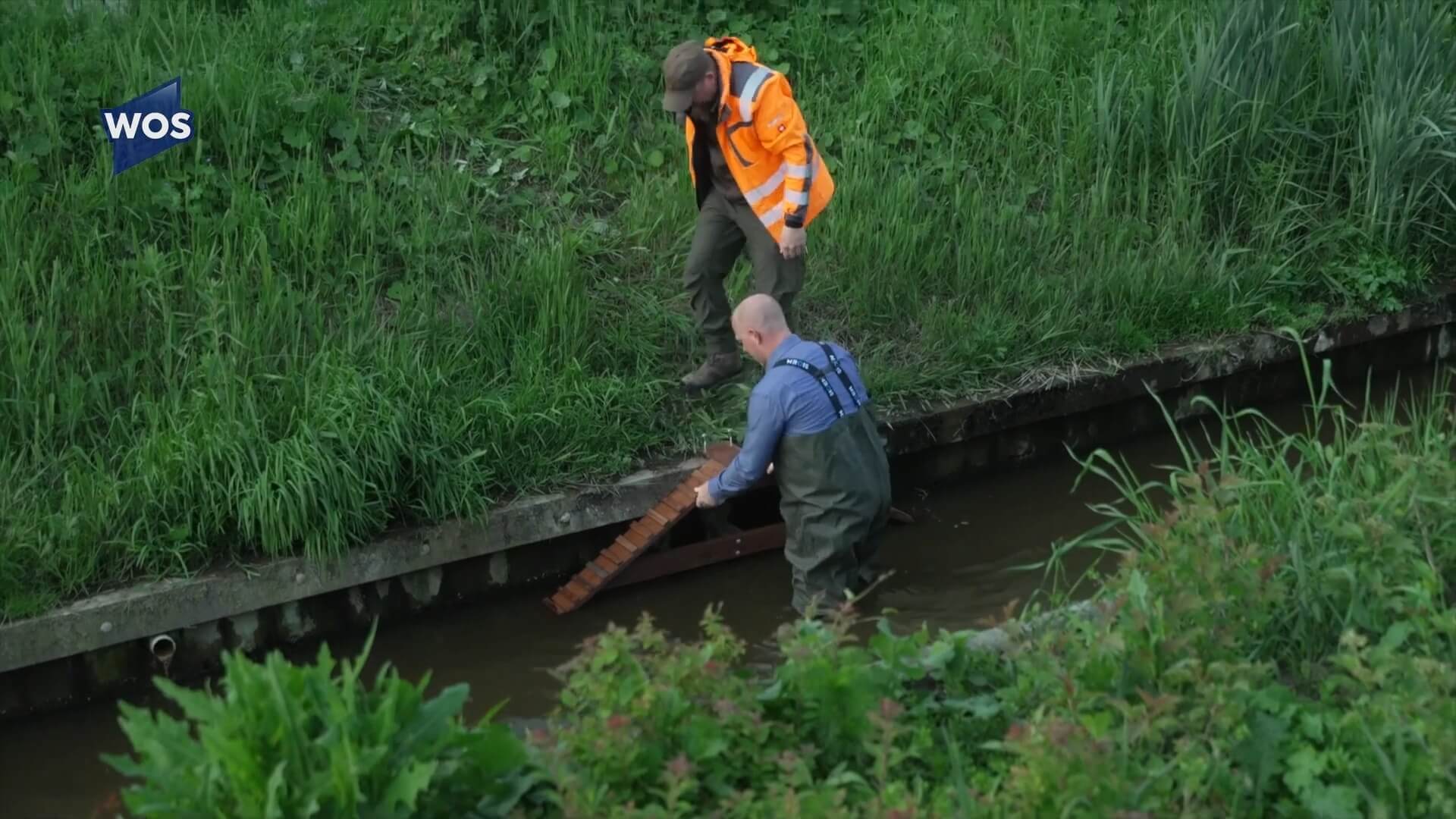 eendentrappetje of faunatrappetje