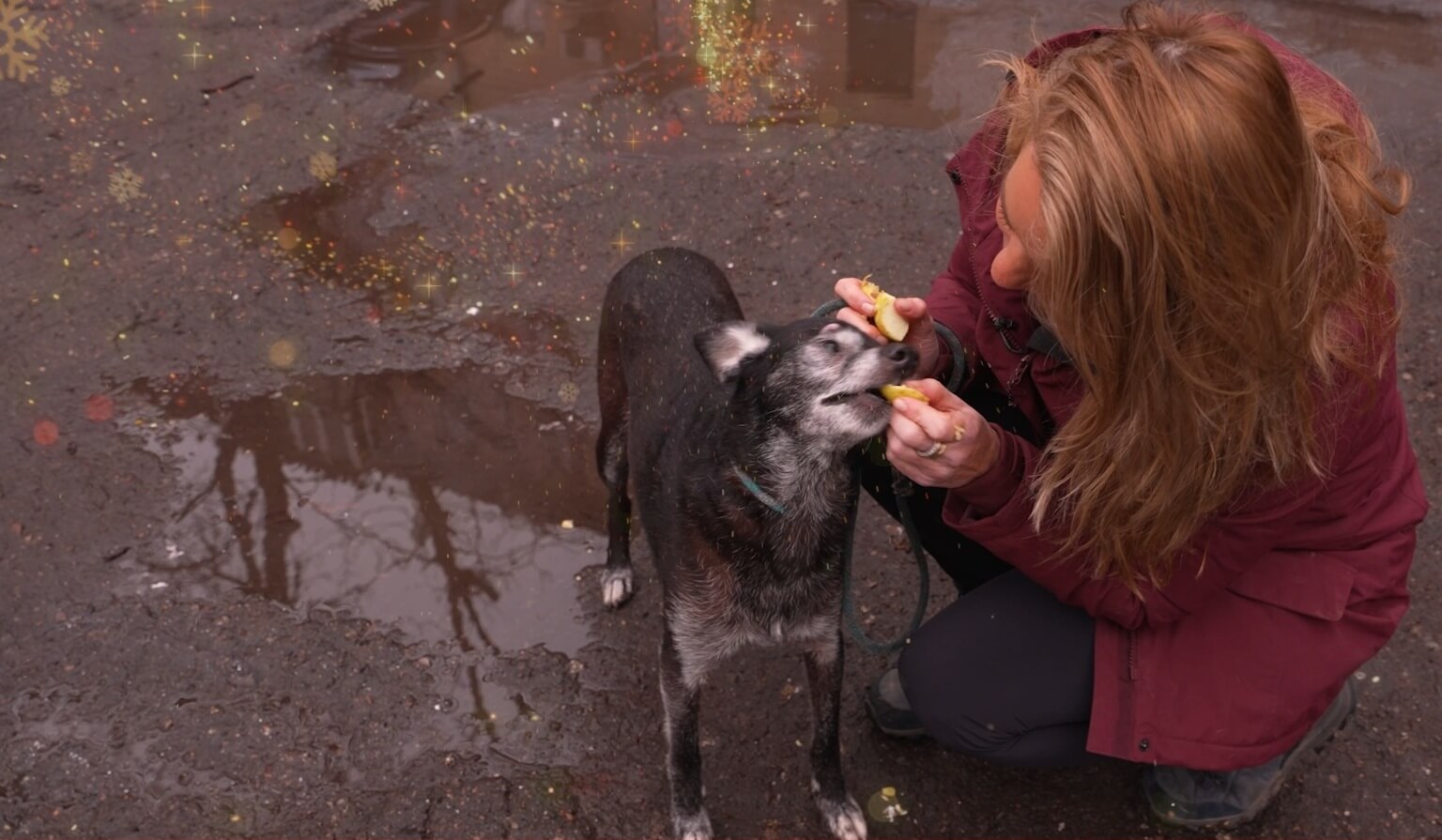 Red een oorlogsdier in Oekraïne
