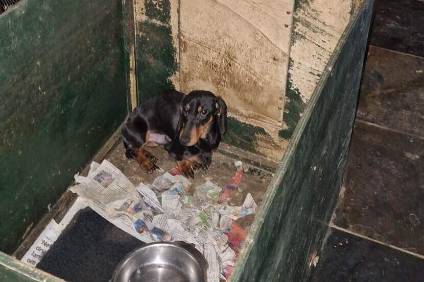 NVWA haalt 36 teckels weg bij Gelderse fokker