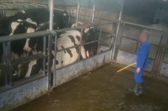 Uitgemolken: onderzoek naar transport van koeien en kalfjes