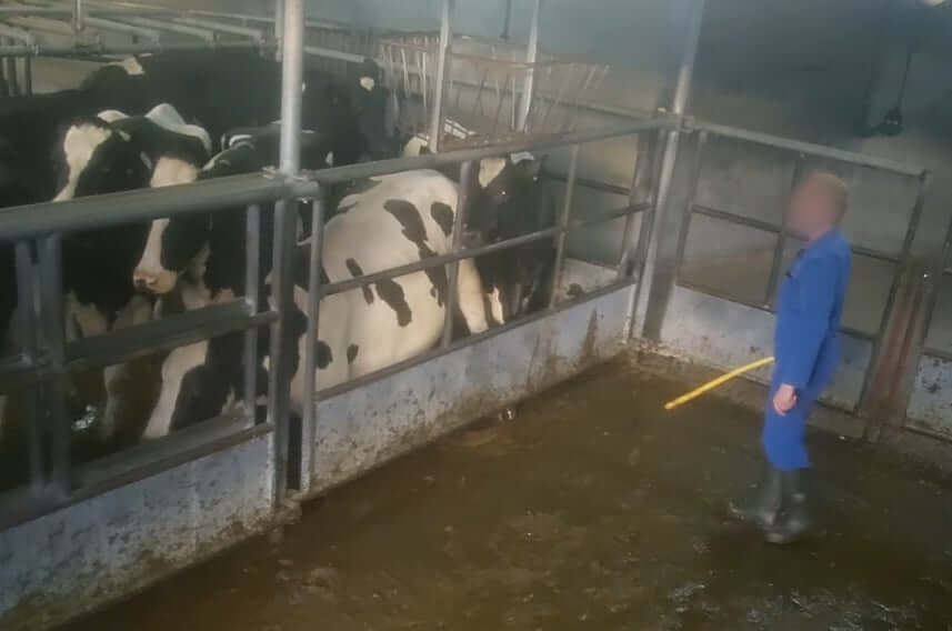 Uitgemolken: onderzoek naar transport van koeien en kalfjes