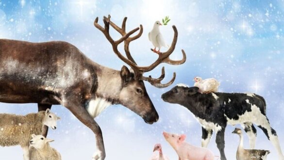 Twaalfde Vredesdienst voor dieren in Nassaukerk Amsterdam | Beeld: Vredesdienst voor dieren