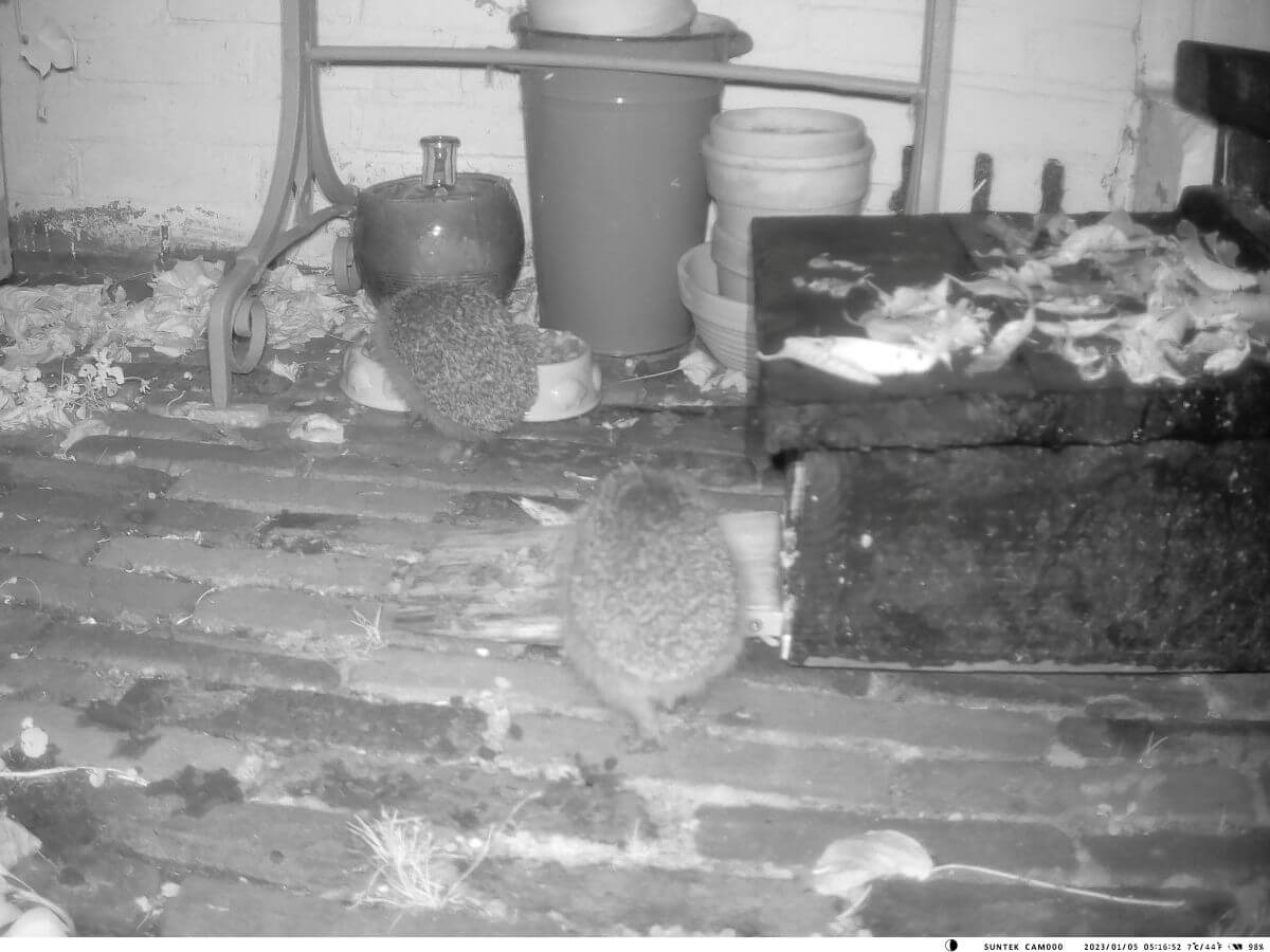 Videobeelden van twee regels op een terras