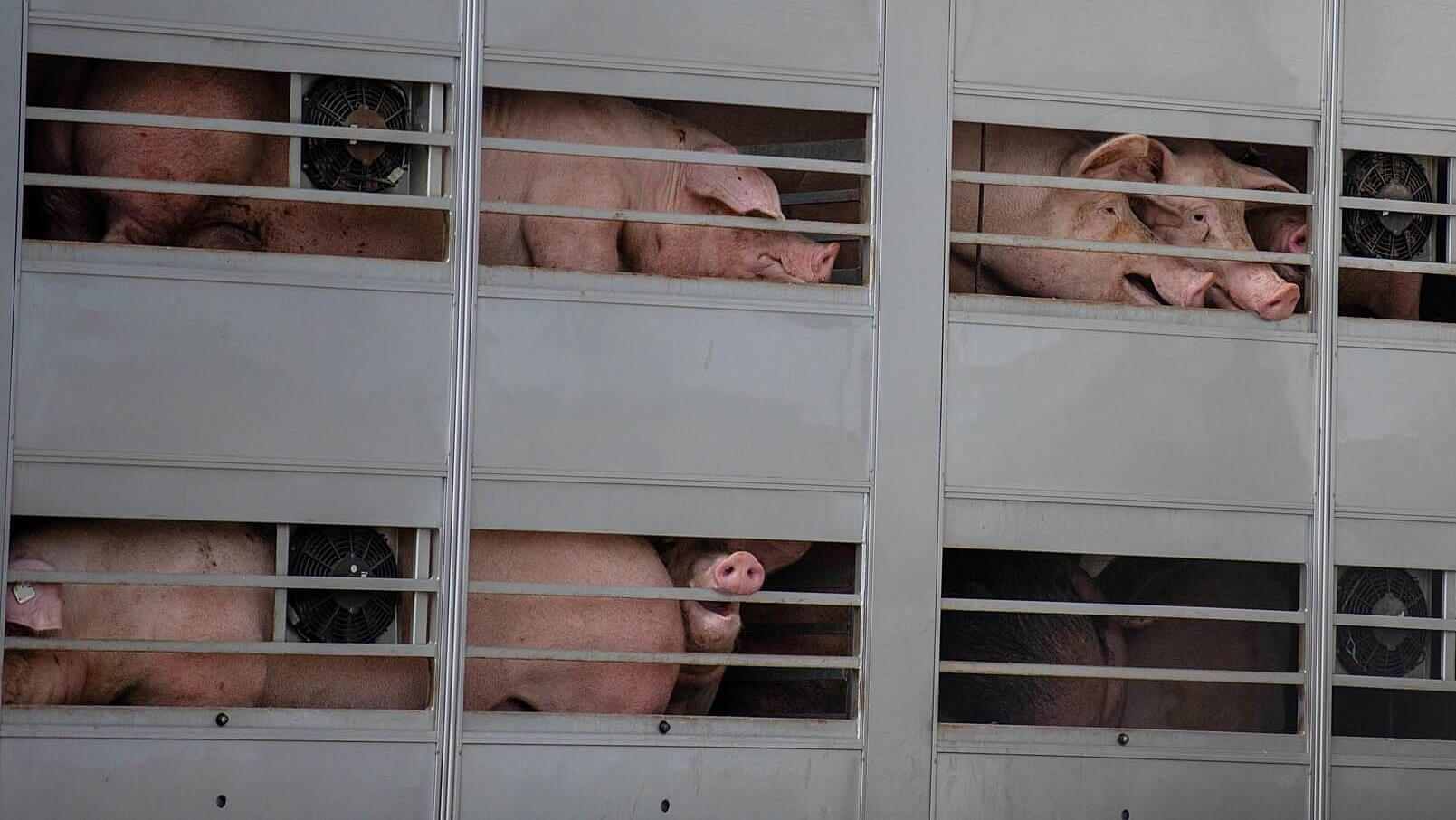 Ron van de Pas: Een dag dierenleed in Nederland