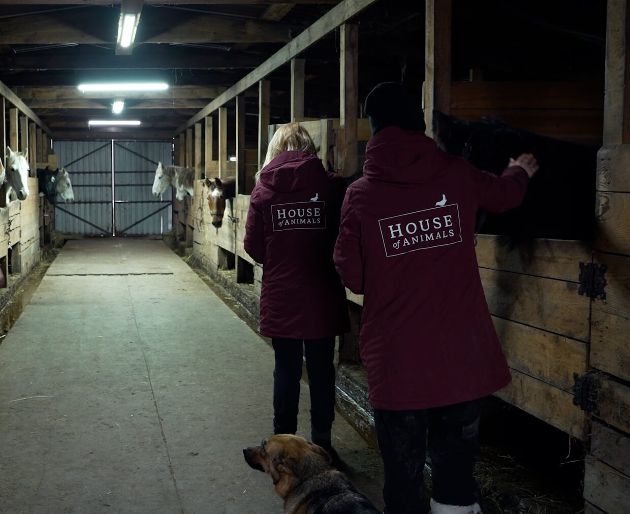 Afscheid nemen van de paarden bij Pegasus