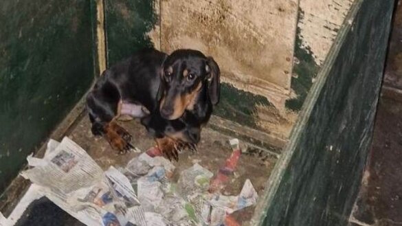 NVWA haalt 36 teckels weg bij Gelderse fokker