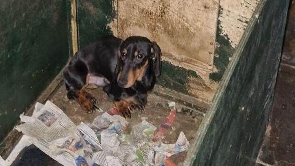 NVWA haalt 36 teckels weg bij Gelderse fokker