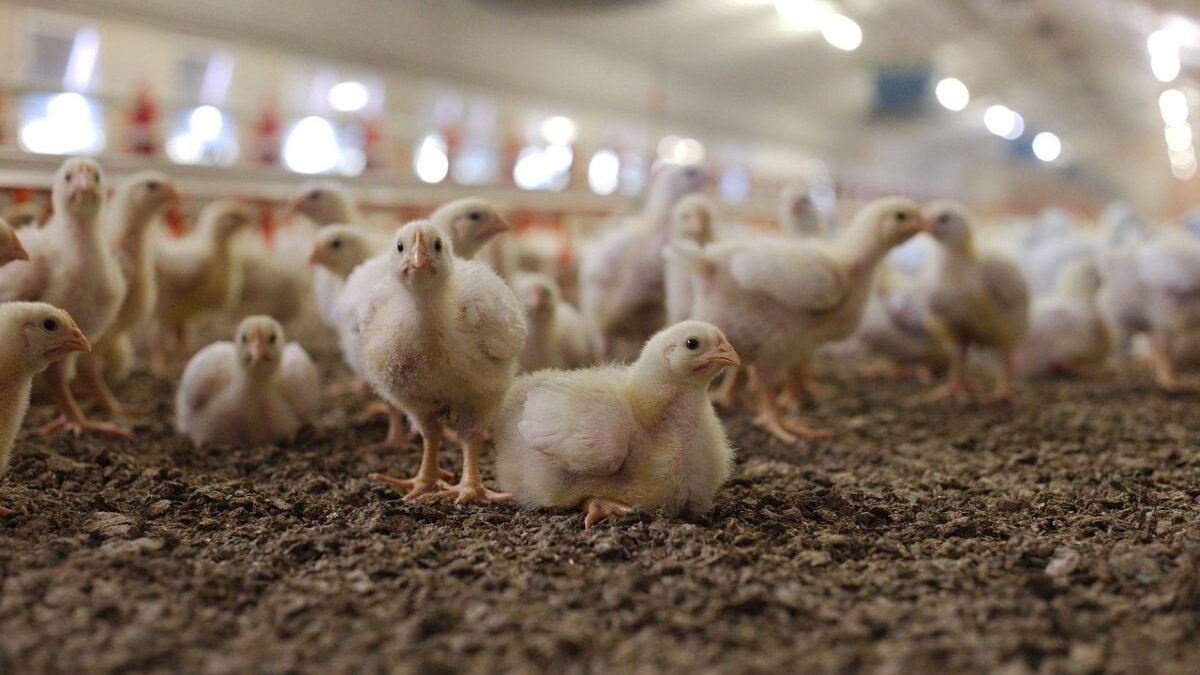 Vogelgriep doodt wereldwijd 9 miljoen vogels in 2 maanden