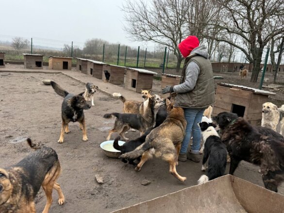 Dag van de Vrijwilliger: Olga redt dierenlevens in Oekraïne