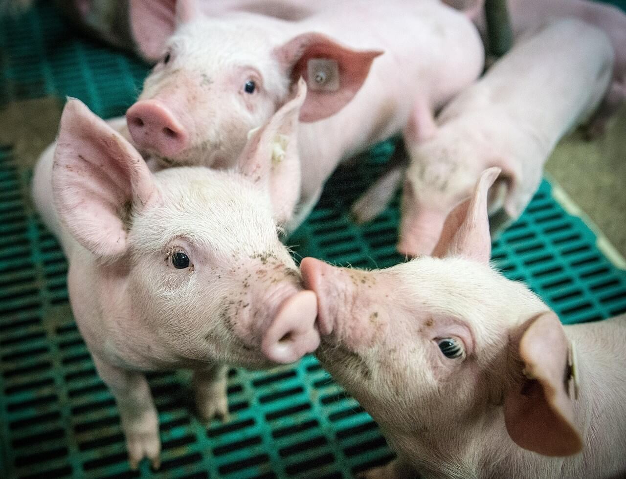 Britse strategie voor dierenwelzijn biedt grote kansen