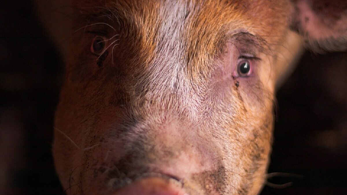 Ernstig gewonde zeugen op transport door structureel NVWA-falen