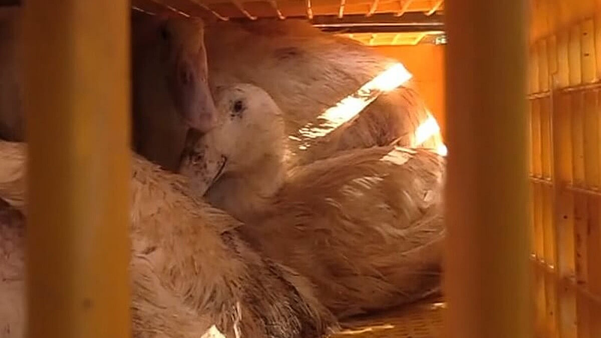 Eendentransport naar Tomassen Duck-To