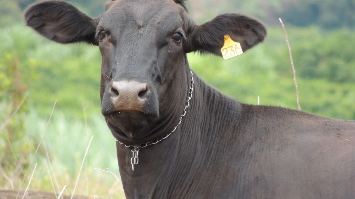 EU-Mercosur-akkoord desastreus voor dieren