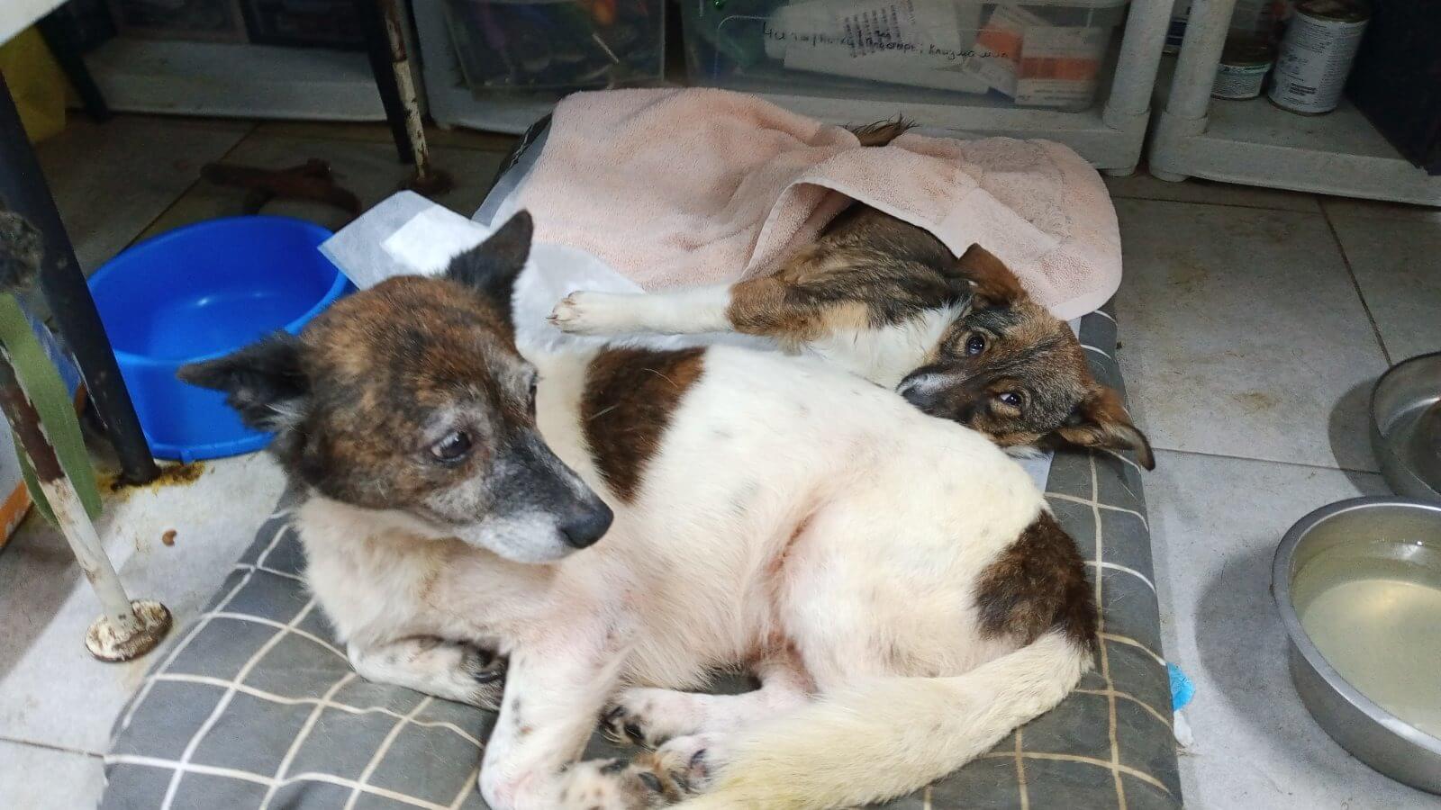 Nieuwe generator houdt 2000 Oekraïense dieren in leven