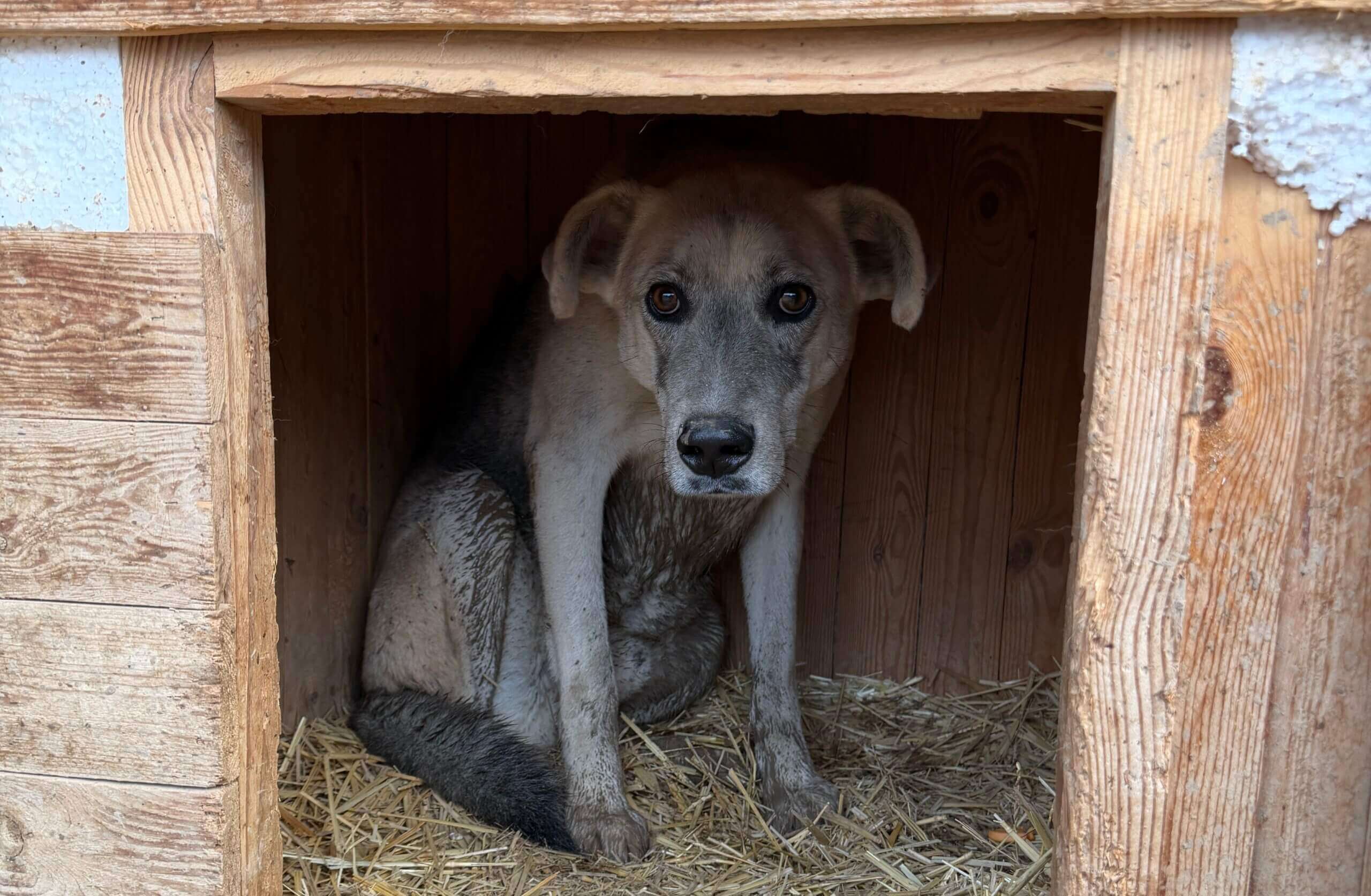 Adoptieverhalen uit Oekraïne: de puppy’s spelen met hooi