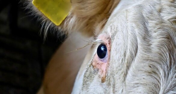 Ierse koeien dagenlang vast op schip naar Algerije